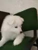Щенок самоедская лайка