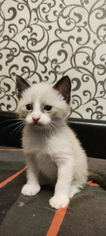 Котята 1,5 месяца