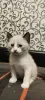Котята 1,5 месяца