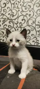 Котята 1,5 месяца