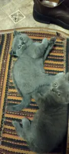 Британские котята