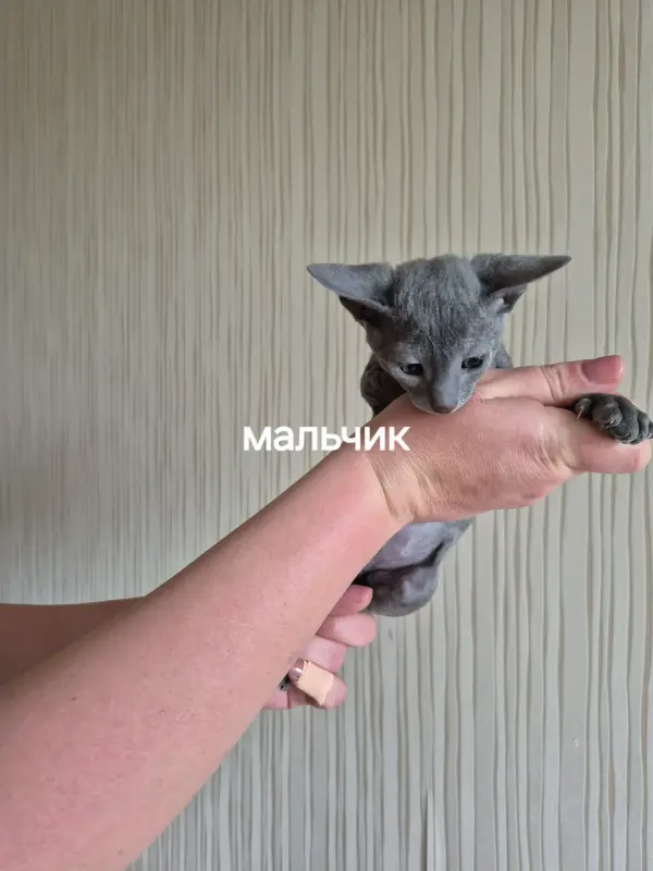 Котята корниш-рекс