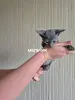 Котята корниш-рекс
