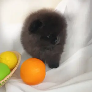 Померанский шпиц