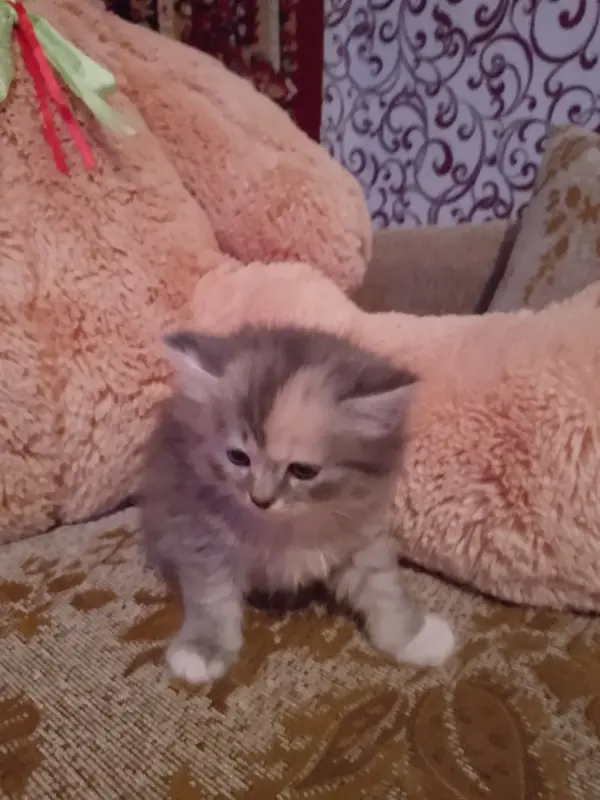 британские котята