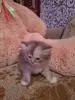 британские котята