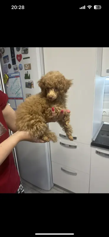 Щенок