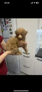 Щенок