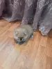 Померанский шпиц мальчик.
