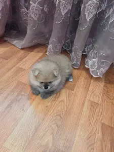 Померанский шпиц мальчик.