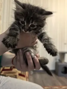 Котята в хорошие руки
