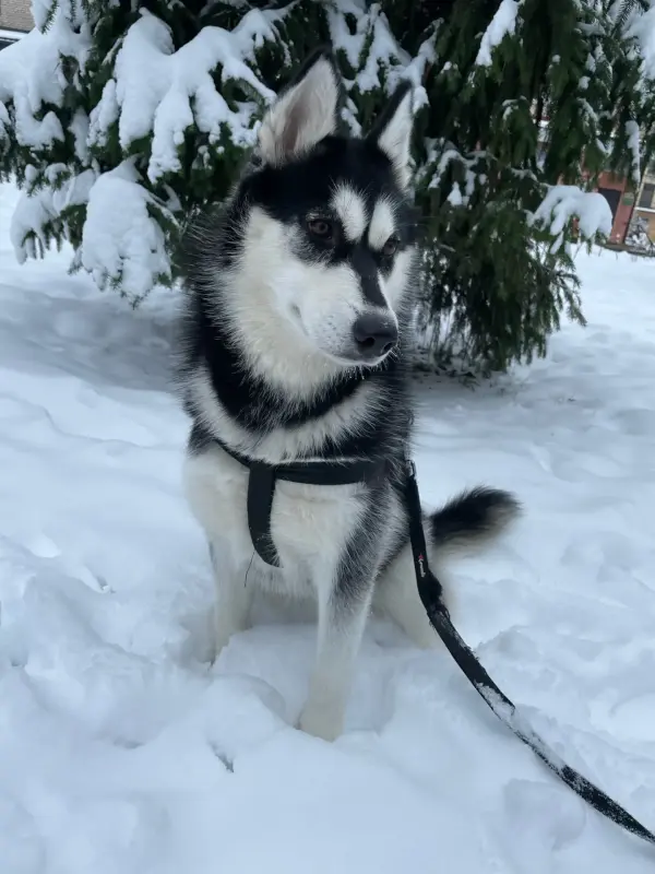 Срочно Отдам Хаски!