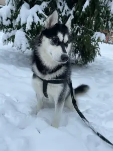 Срочно Отдам Хаски!