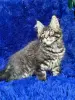 Мейн-кун котята