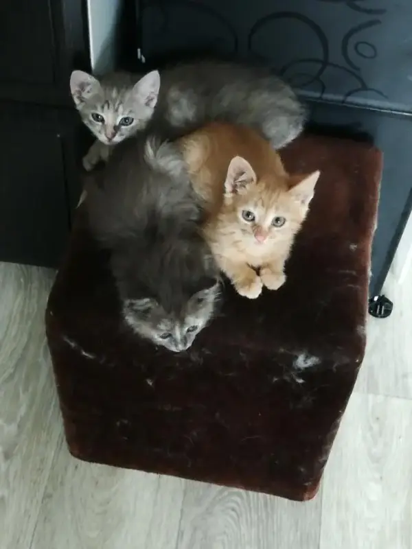 Котята в дар
