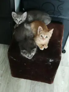 Котята в дар