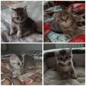 Шотландские котята