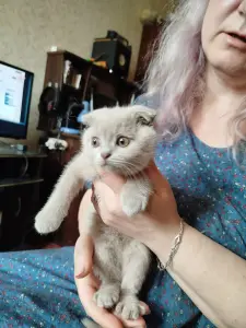 Шотландские котята