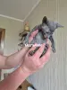 Котята корниш-рекс