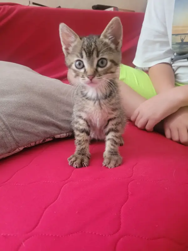 Котята в дар