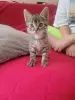 Котята в дар