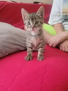 Котята в дар