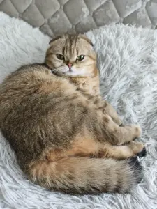 Шотландский котенок