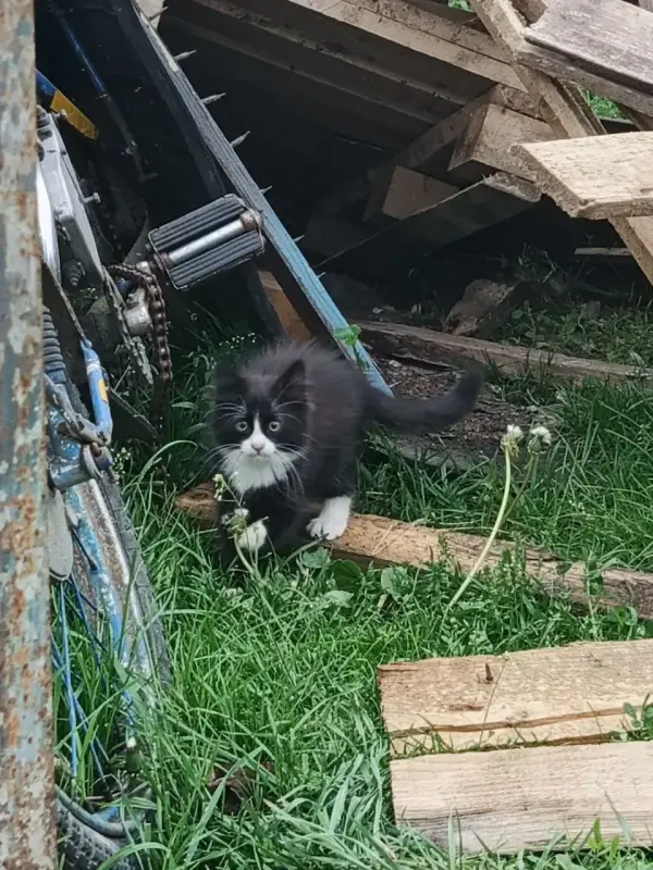 Котята в дар