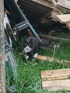 Котята в дар