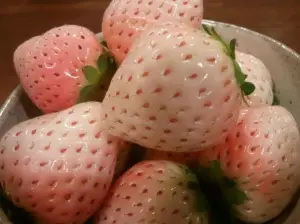 Клубника Финская розовая, Фейерверк,  Чёрный принц