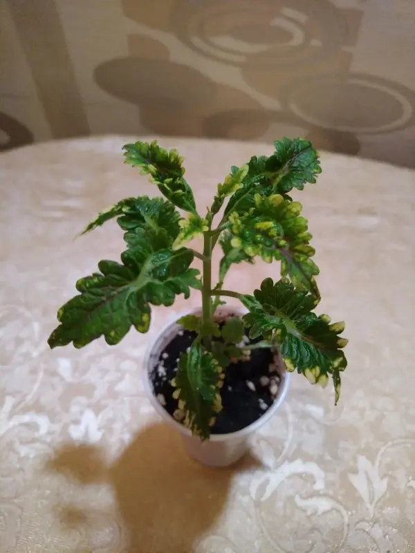 Продам Колеусы
