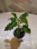 Продам Колеусы