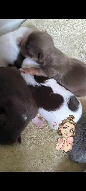 Милейший чихуахуа ребенок - Вся Беларусь - 202699 - Доска объявлений Kupika.by - Фото 5