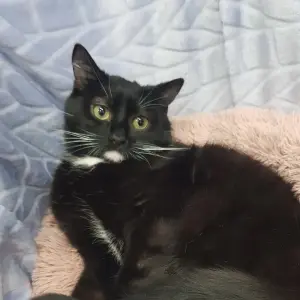 Кастрированный молодой котик в дар
