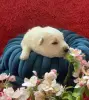 Щенки Белой Швейцарской Овчарки