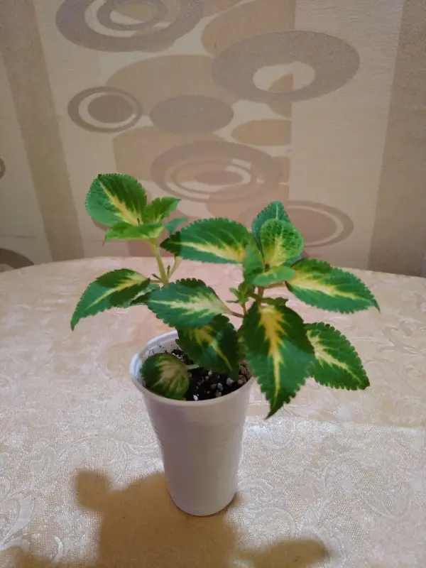 Продам Колеусы