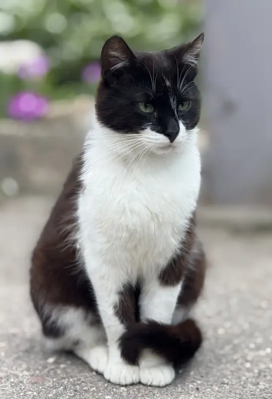 Кот в дар. Сириус ищет дом.