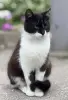Кот в дар. Сириус ищет дом.