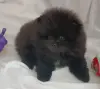 Померанский шпиц