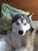 Вязка хаски
