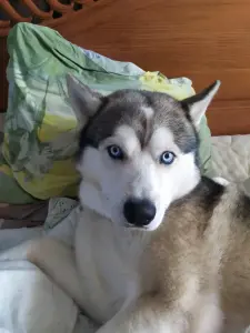 Вязка хаски
