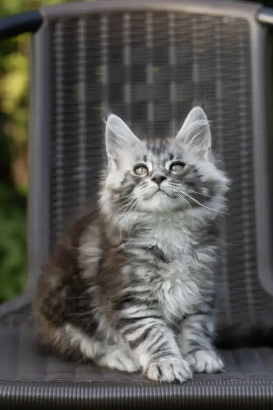 Котята Мейн-кун в продаже! Два чудесных мальчика!