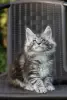 Котята Мейн-кун в продаже! Два чудесных мальчика!