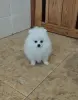 Мальчик померанского шпица.