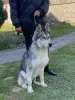 Щенок хаски в добрые руки