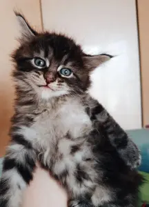 котята мейн кун