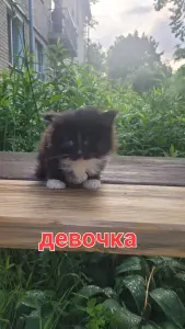 Котенок в добрые руки