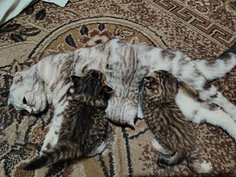 Котята