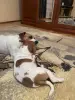 Щенок Джек Рассел