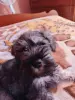 Девочка цвергшнауцер
